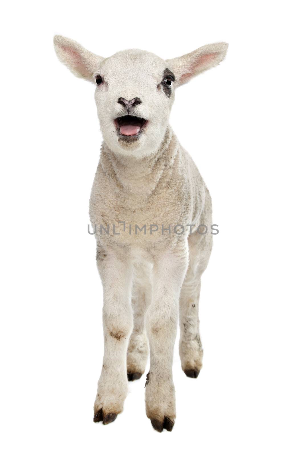 Lamb by eriklam