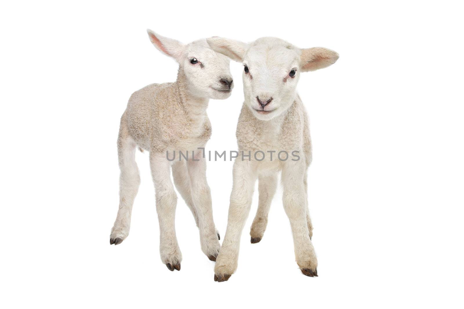 Two little lambs in front of a white background