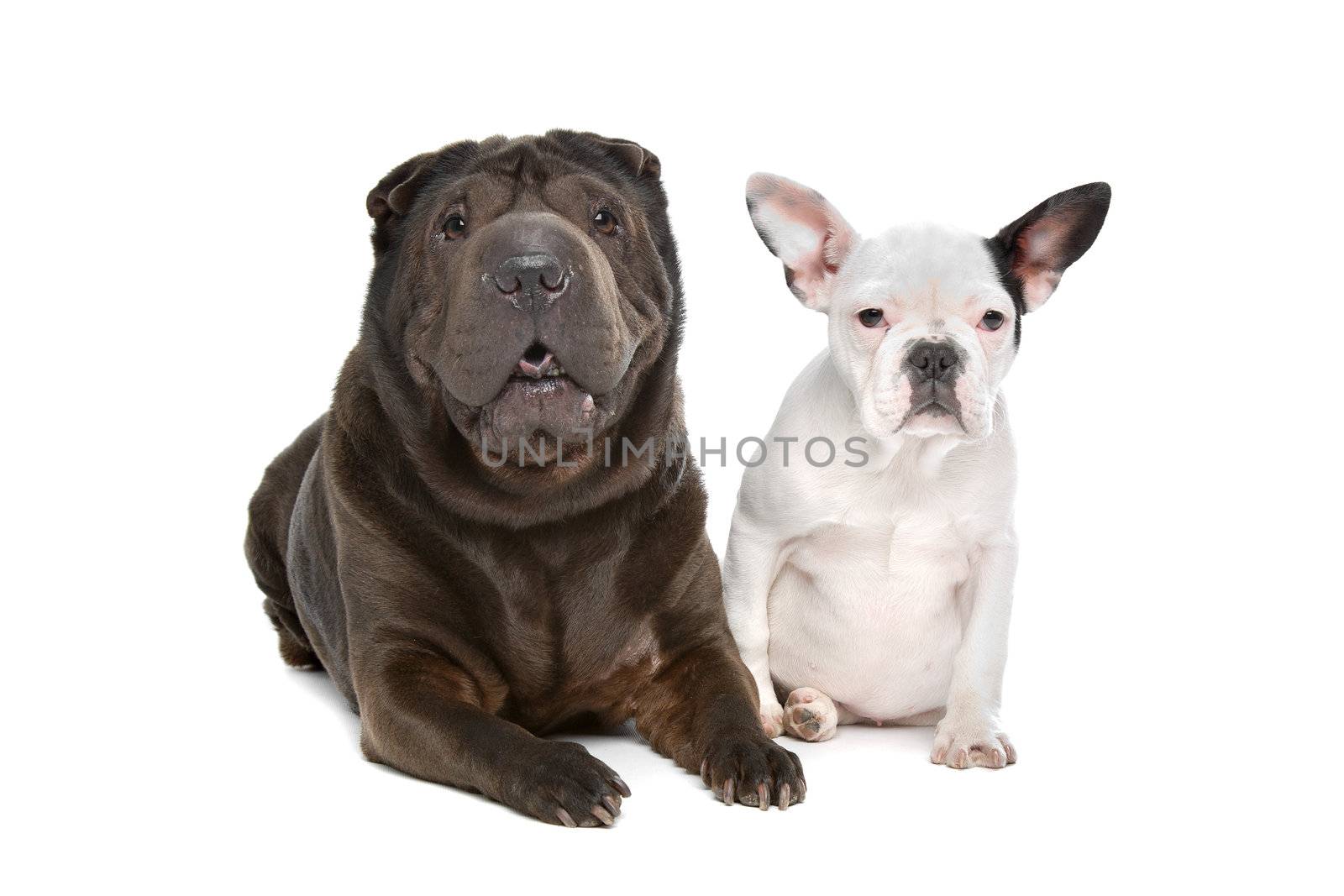 Shar-Pei and a French Bulldog puppy by eriklam