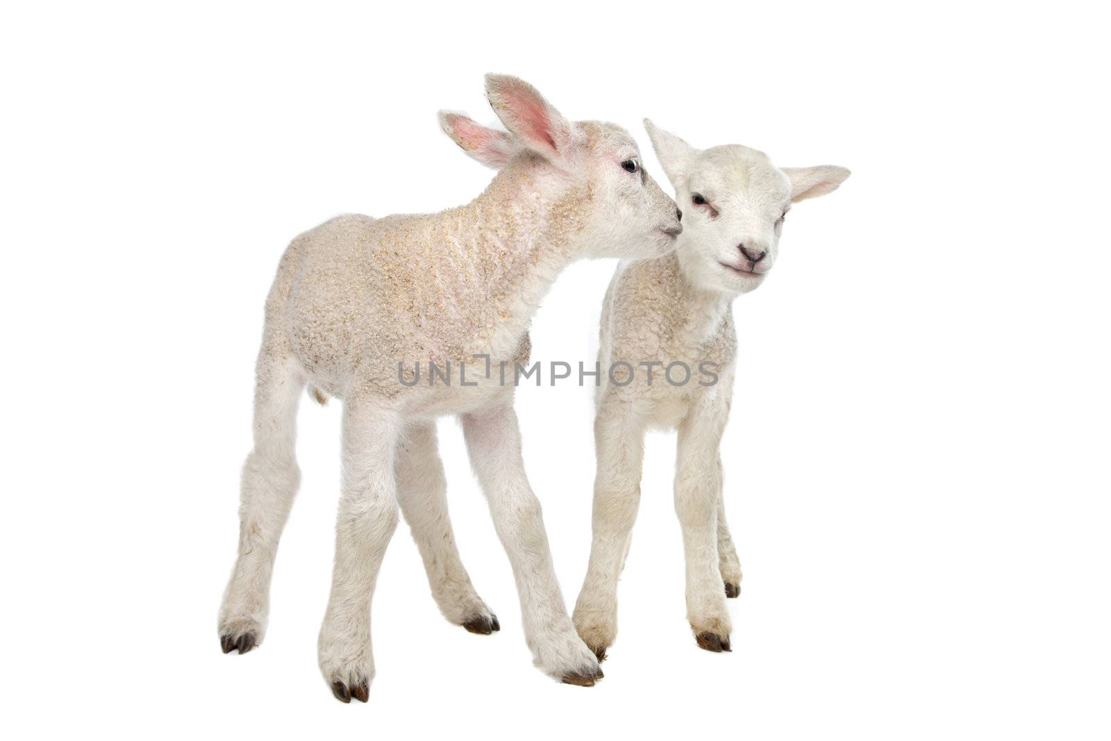 Two little lambs by eriklam