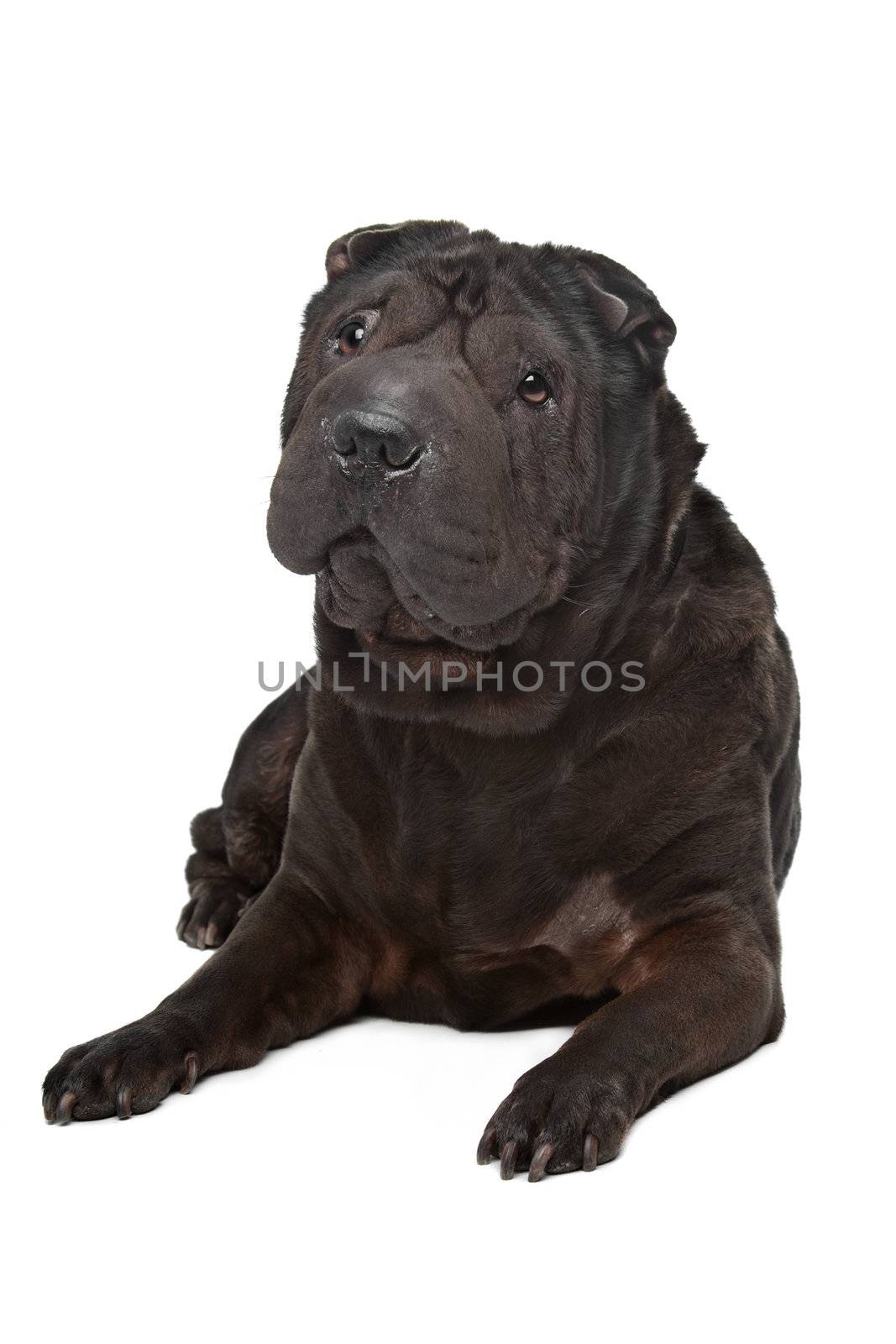 Shar-Pei in front of a white background