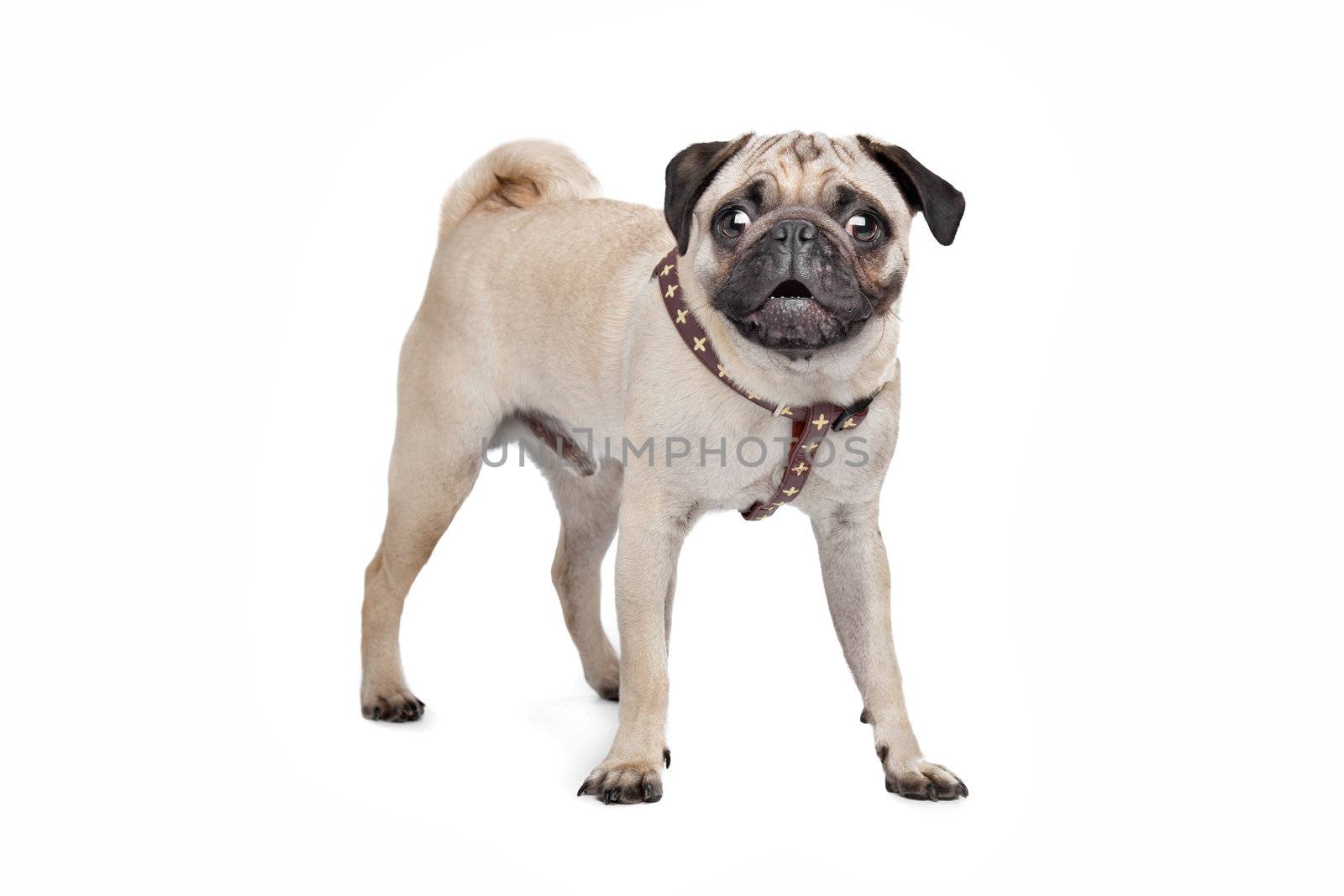 Pug dog in front of a white background