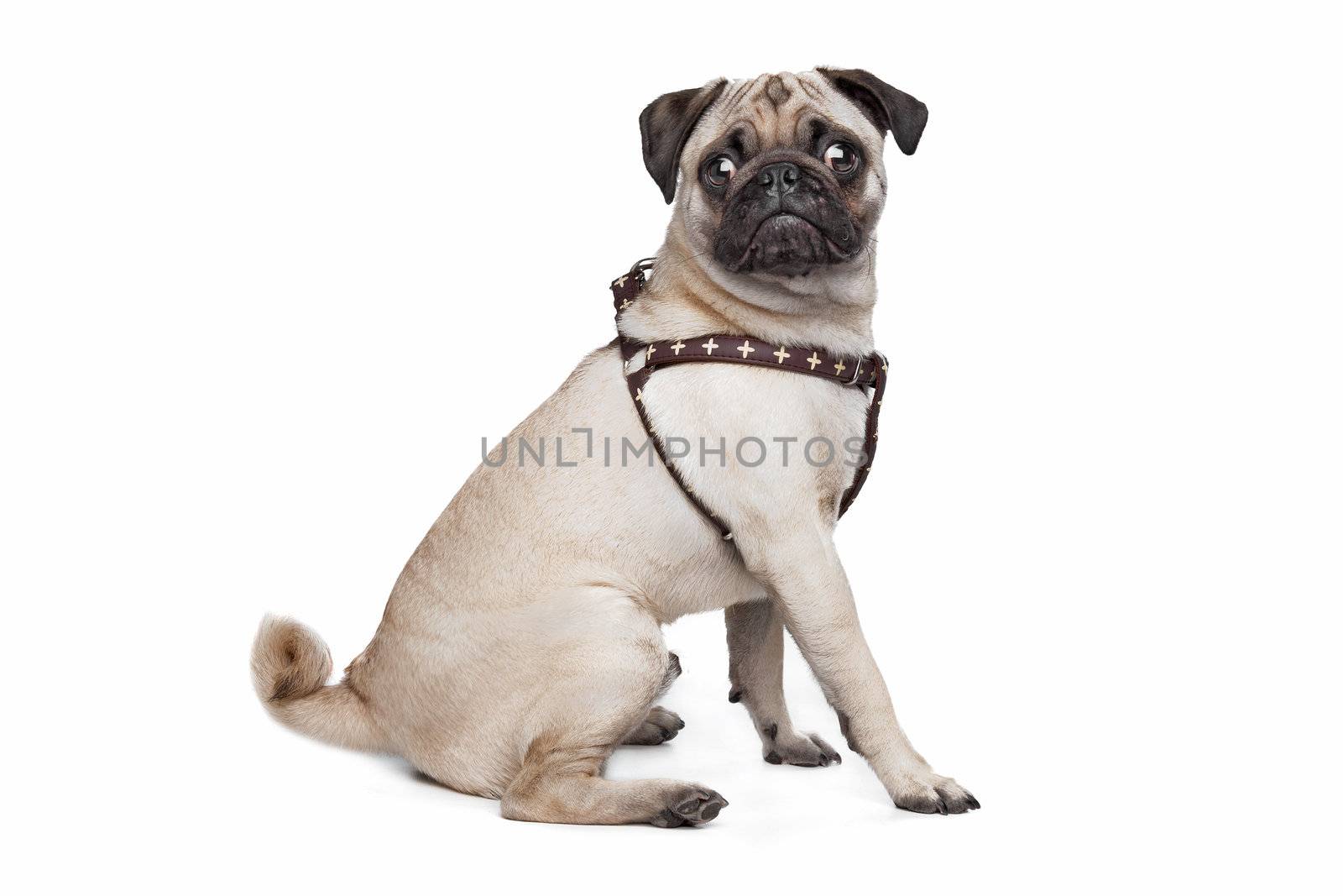 Pug dog in front of a white background