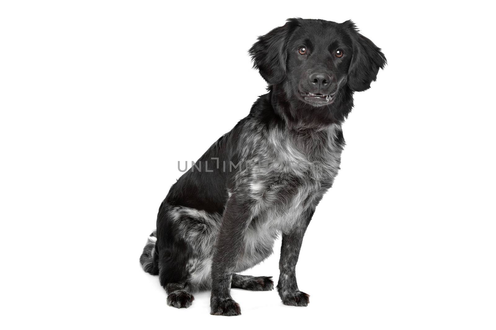 Stabyhoun,Frisian pointing breed, in front of a white background