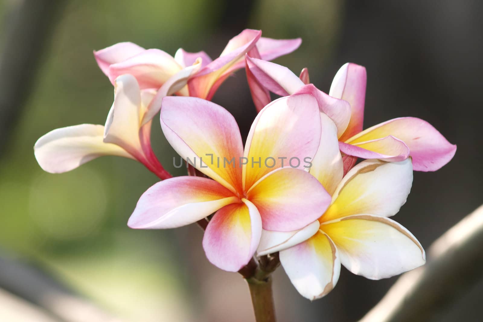 Branch of tropical flowers frangipani (plumeria)