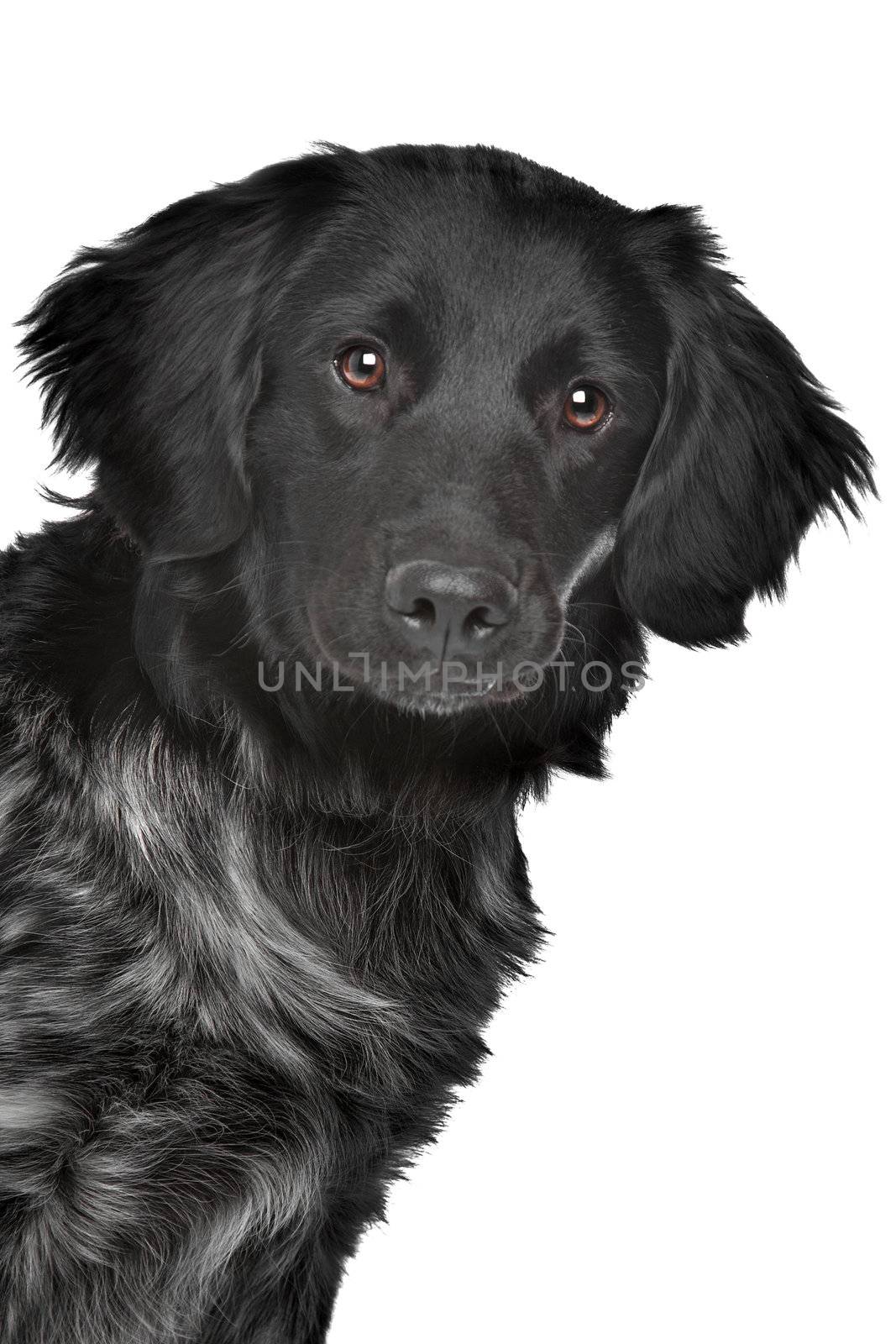 Stabyhoun,Frisian pointing breed, in front of a white background