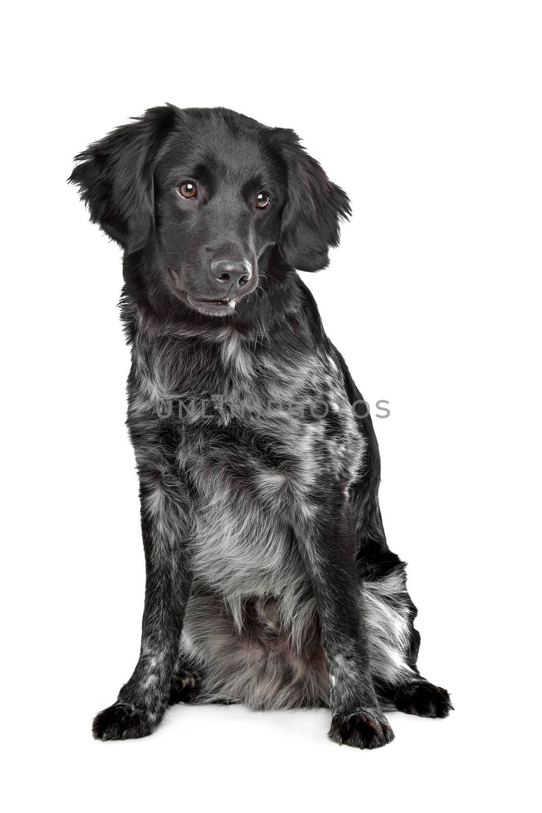 Stabyhoun,Frisian pointing breed, in front of a white background