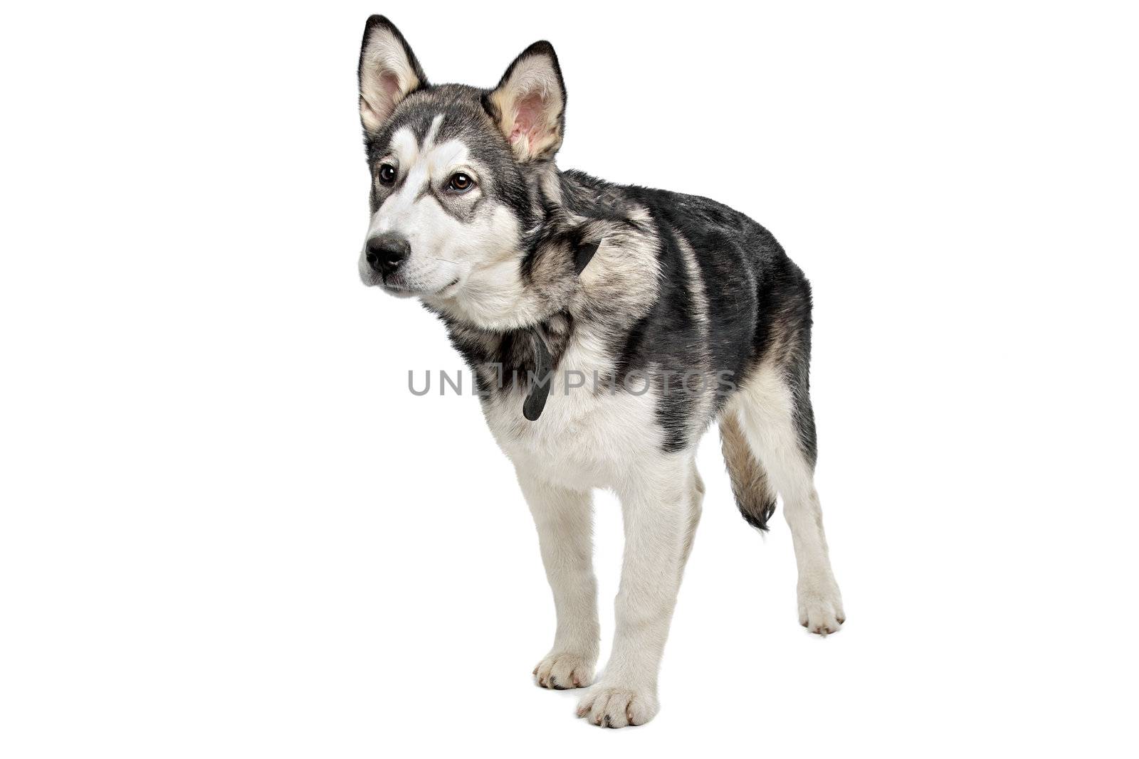 Alaskan Malamute puppy in front of a white background