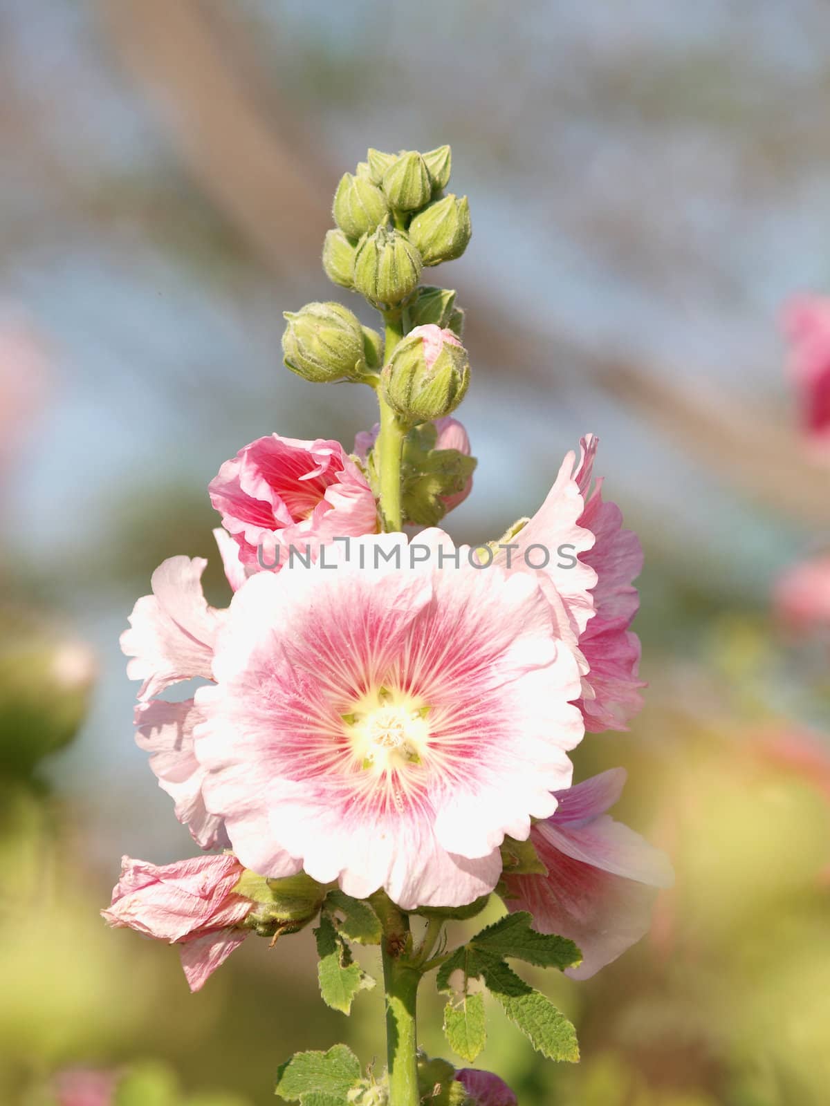 Pink hollyhock (Althaea rosea) blossoms on a summer day by jakgree