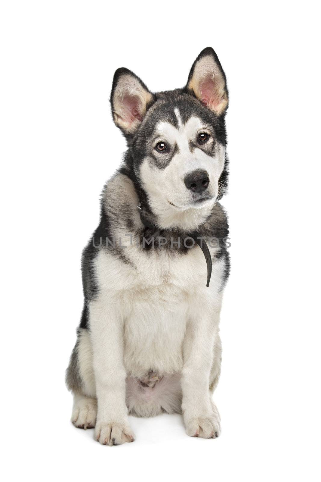 Alaskan Malamute puppy in front of a white background