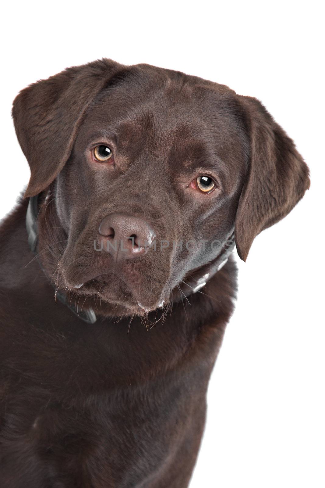 Chocolate Labrador in front of a white background