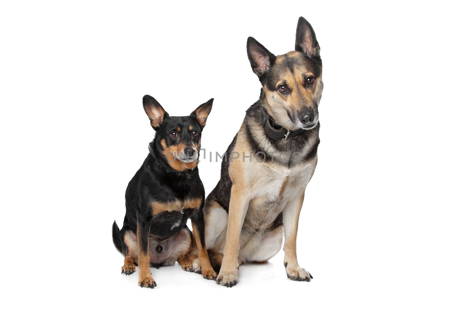 Two mixed breed dogs in front of a white background