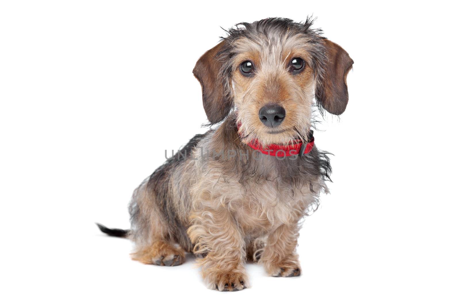 Wire-haired Dachshund in front of a white background