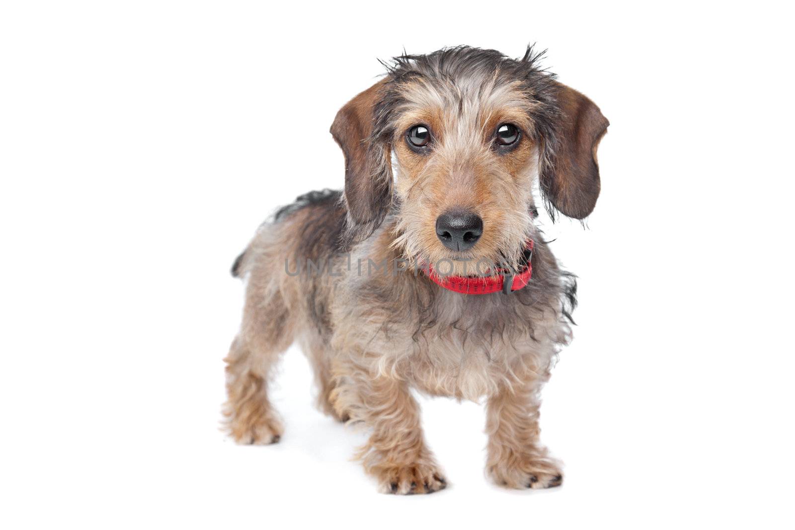 Wire-haired Dachshund in front of a white background