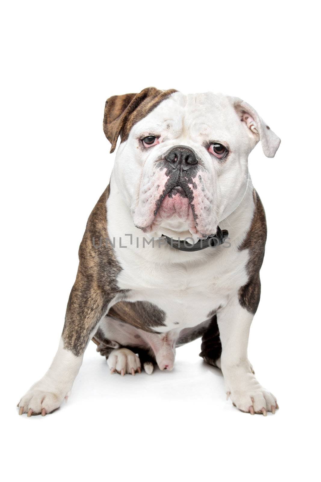 Old English Bulldog in front of a white background