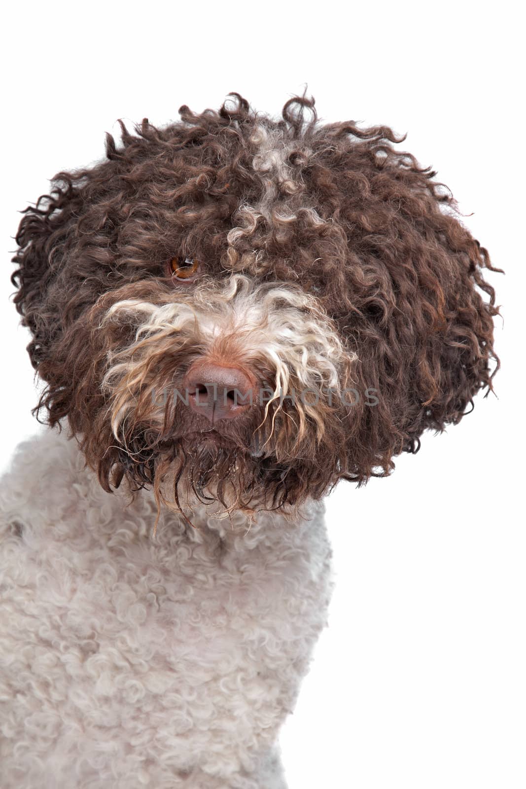 lagotto romagnola dog in front of a white background