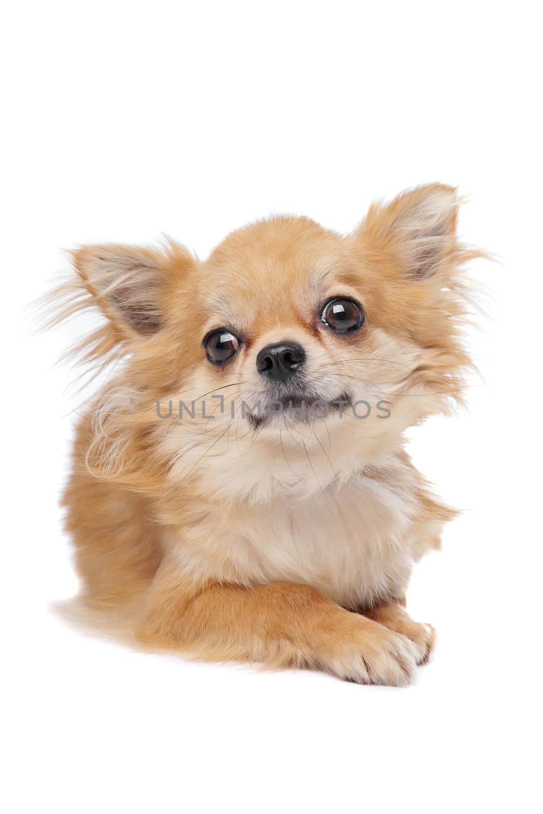 Brown long haired chihuahua in front of a white background