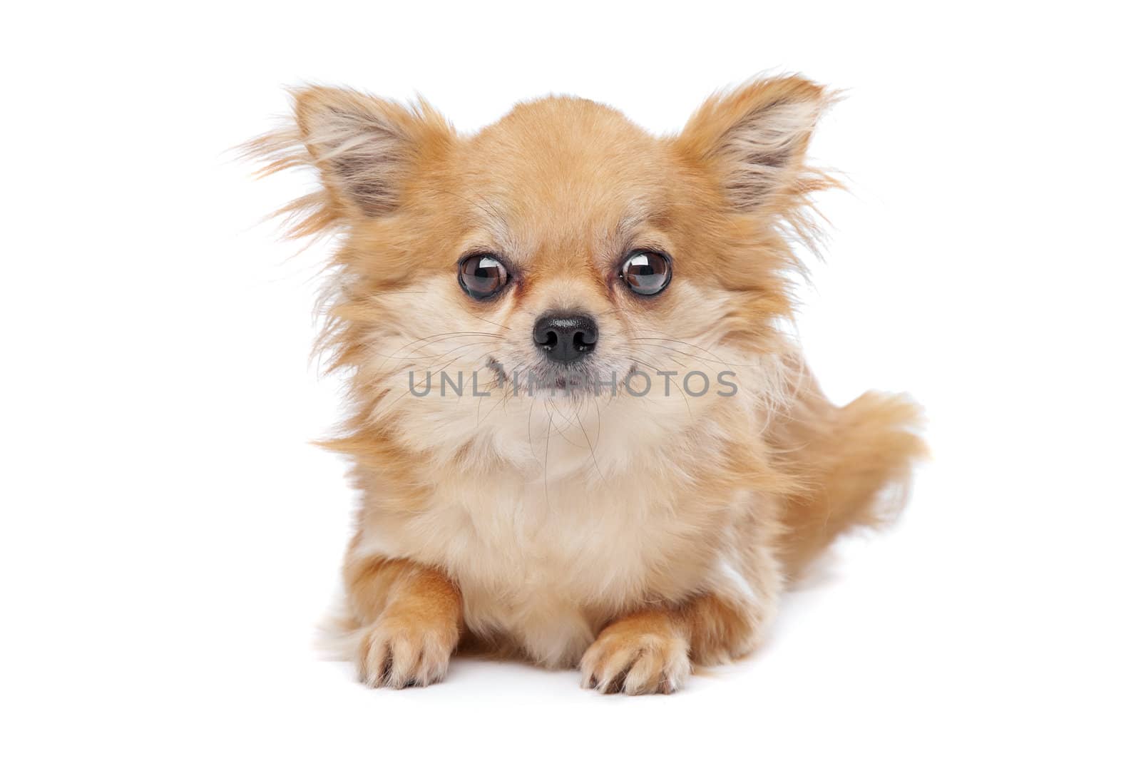 Brown long haired chihuahua in front of a white background