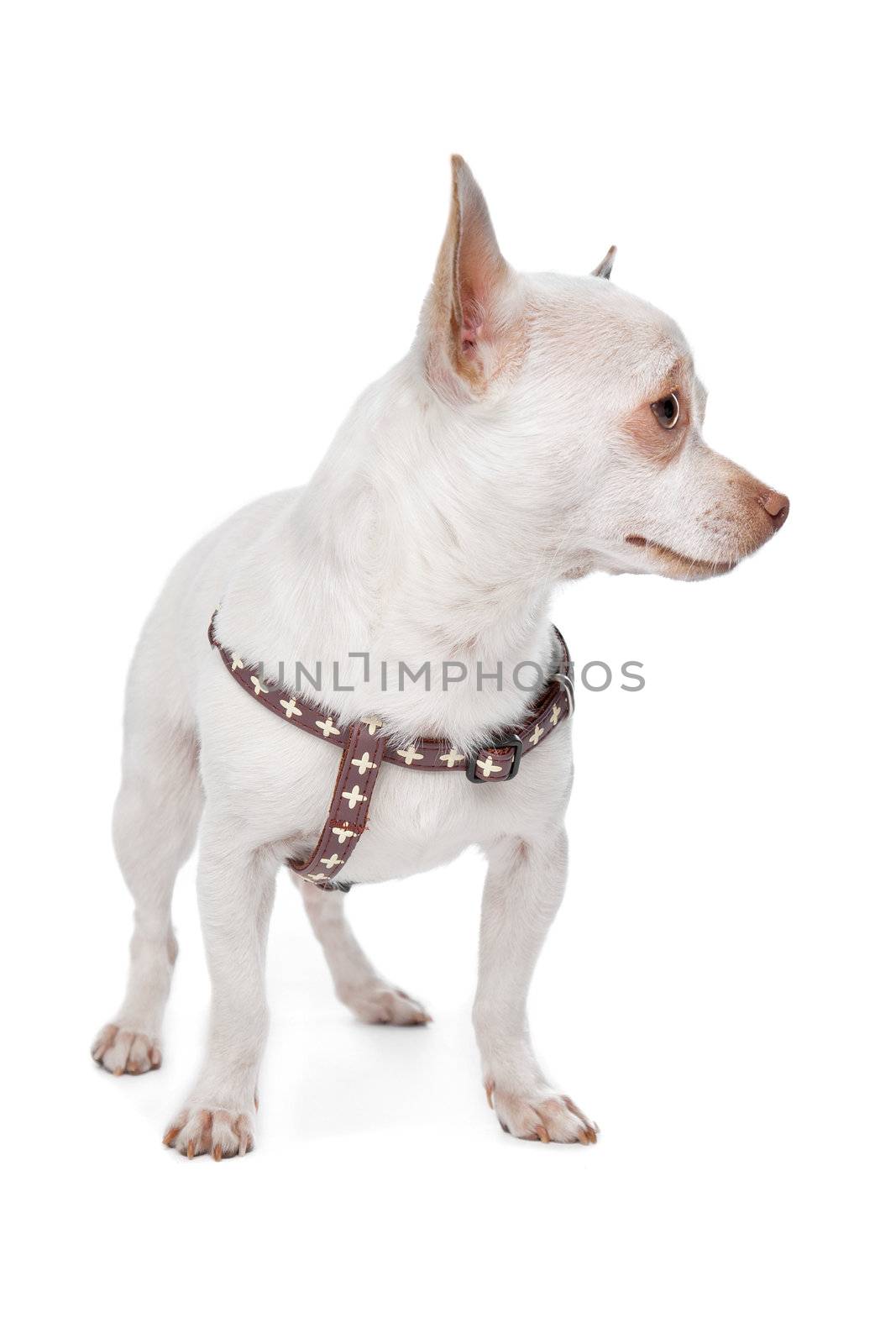 Chihuahua in front of a white background