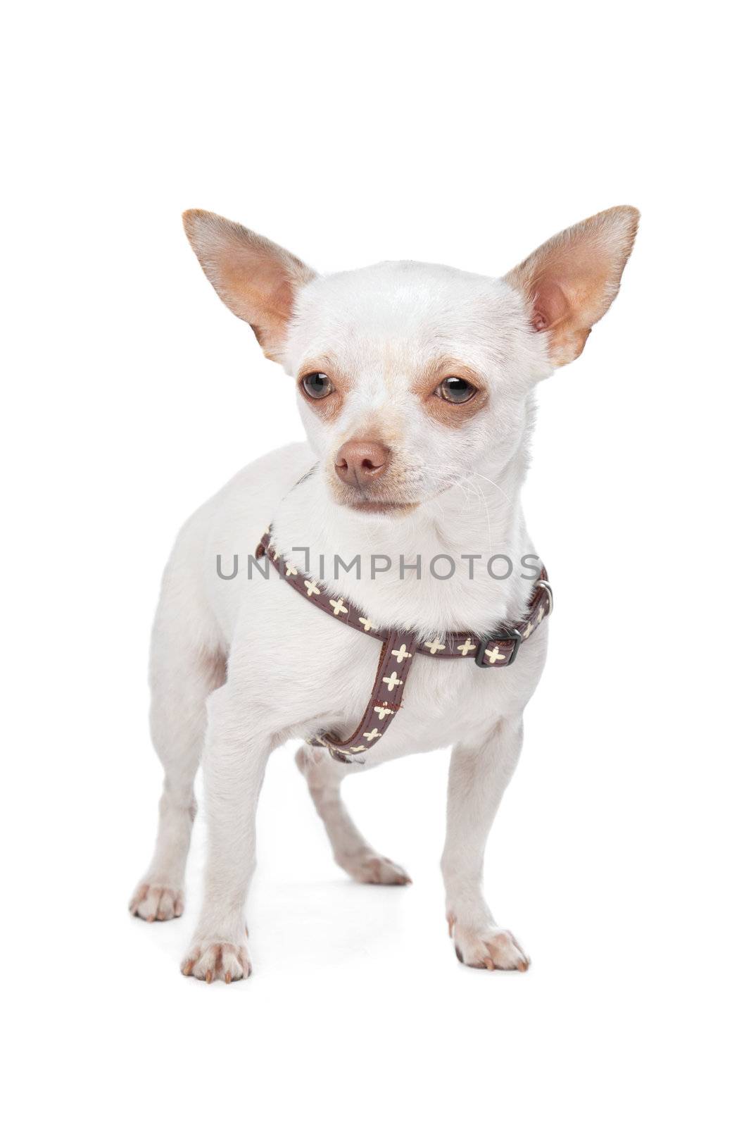 White Chihuahua by eriklam