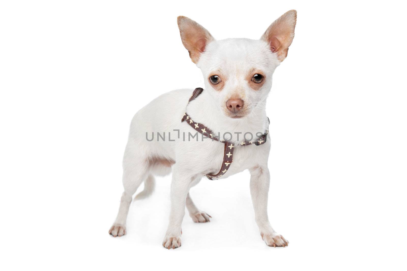 White Chihuahua by eriklam