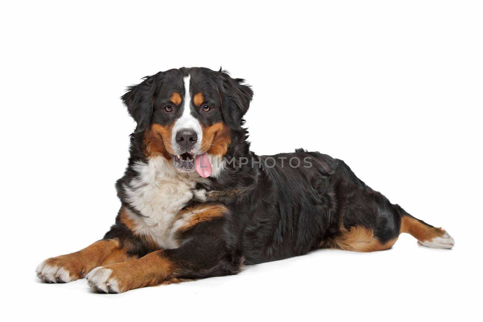 Bernese Mountain Dog in front of a white background