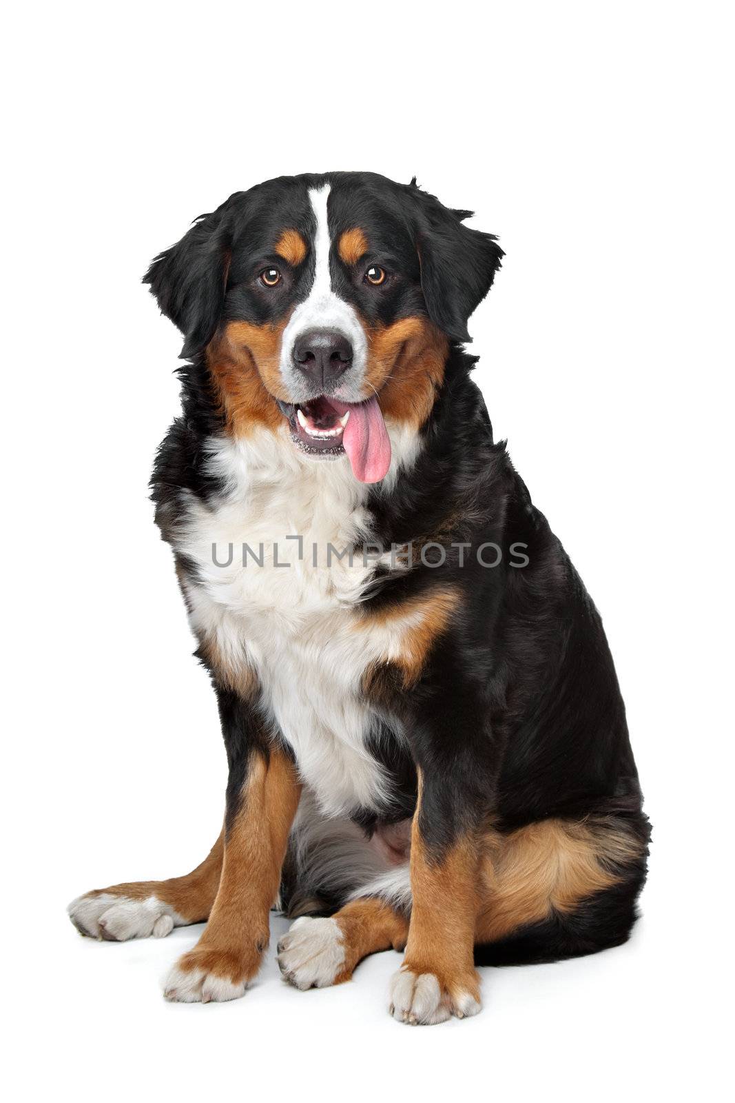 Bernese Mountain Dog in front of a white background