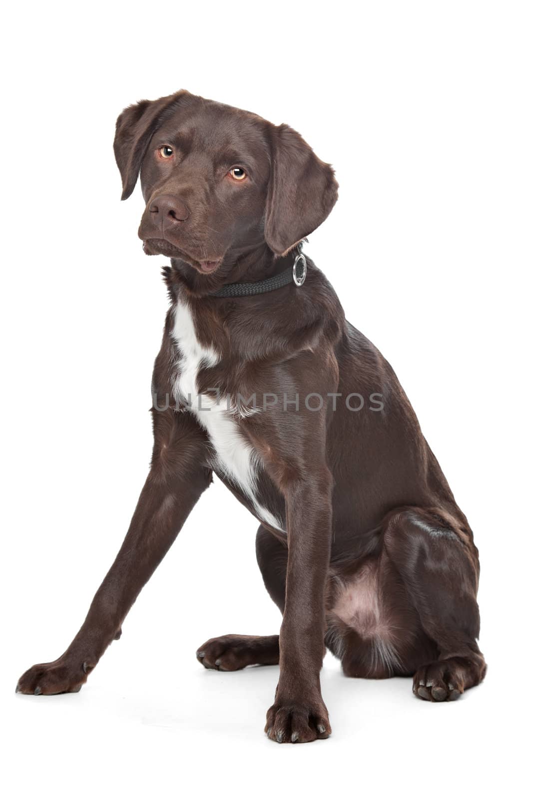 Mixed breed dog. Labrador,Munsterlander