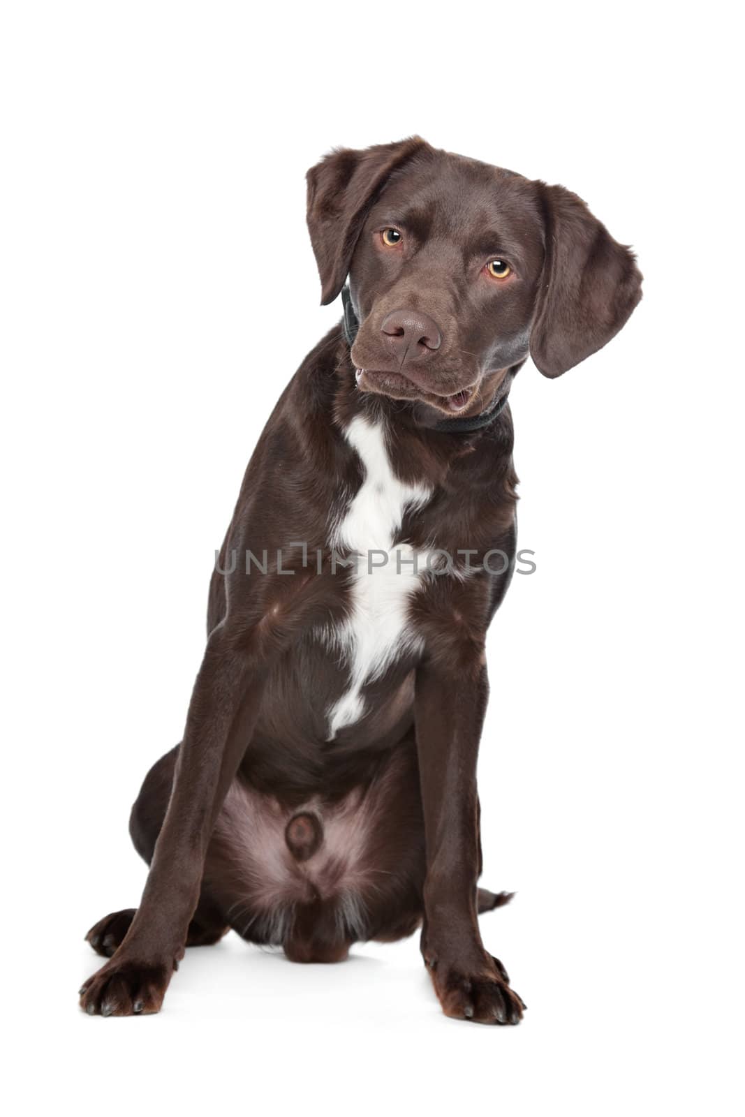 Mixed breed dog. Labrador,Munsterlander