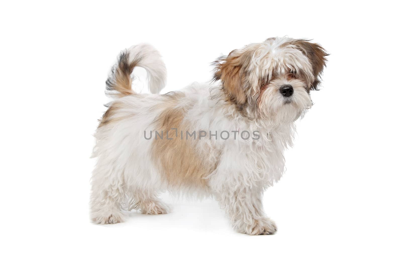 boomer dog in front of a white background