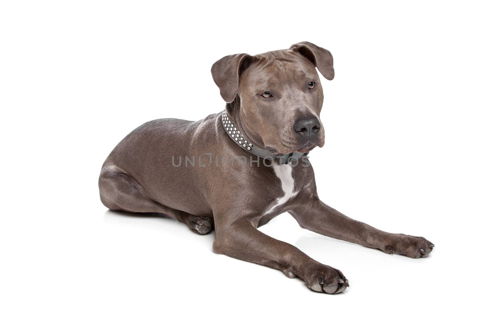 American staffordshire terrier in front of a white background
