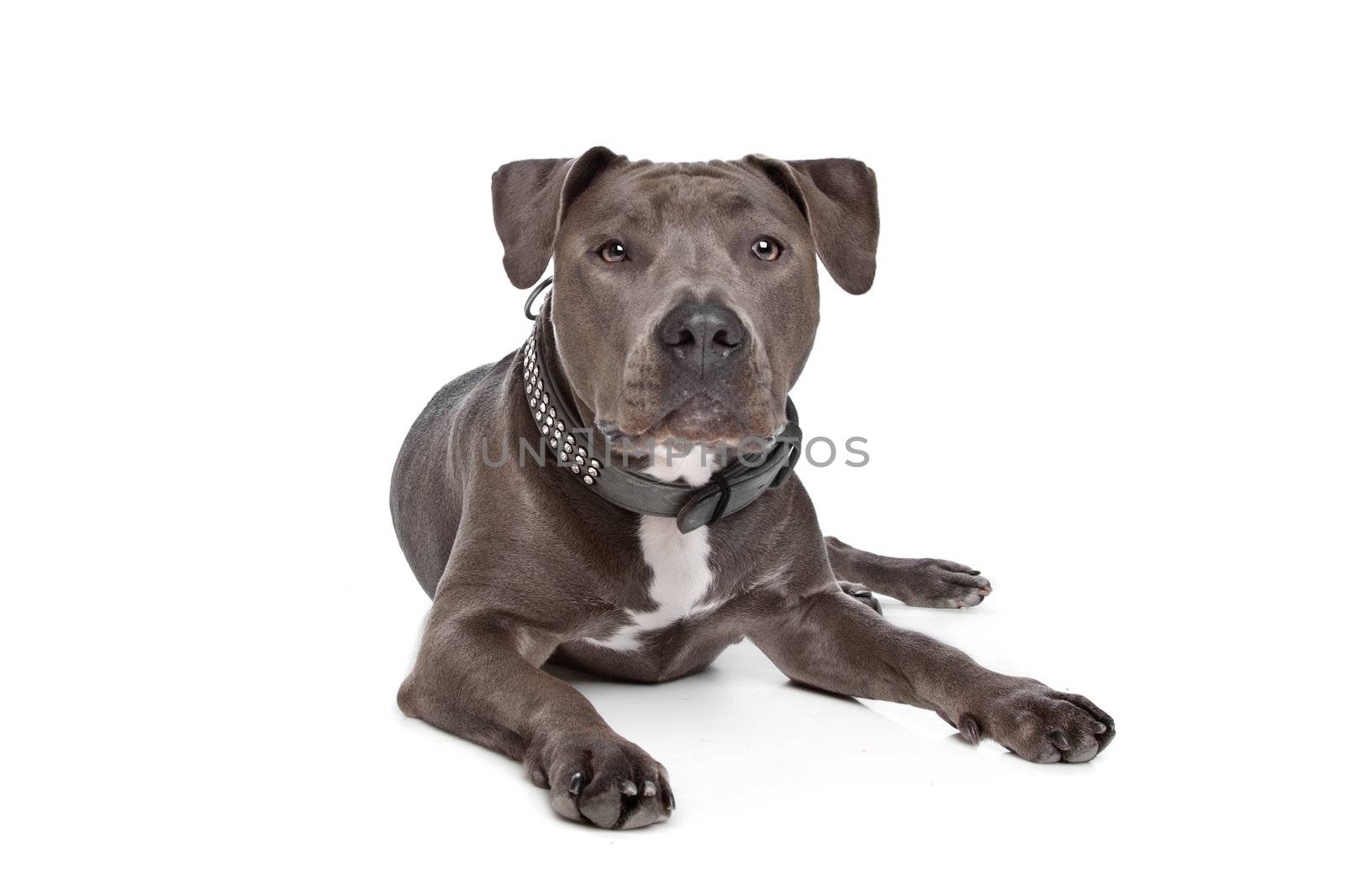 American staffordshire terrier by eriklam