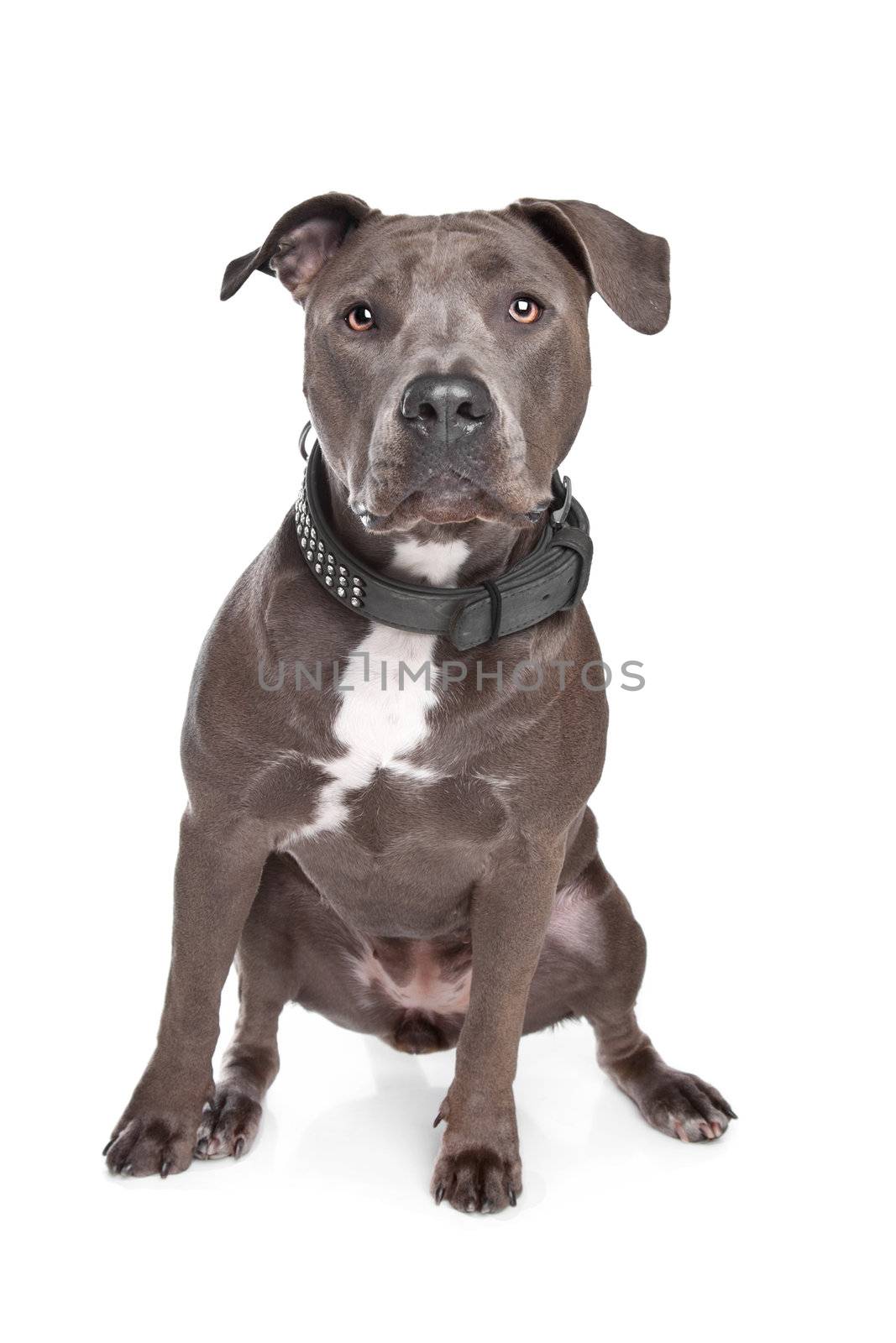 American staffordshire terrier in front of a white background