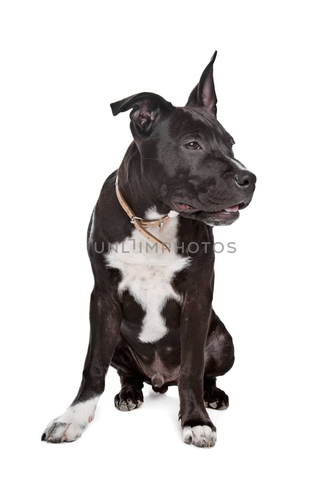 American Staffordshire Terrier puppy in front of white