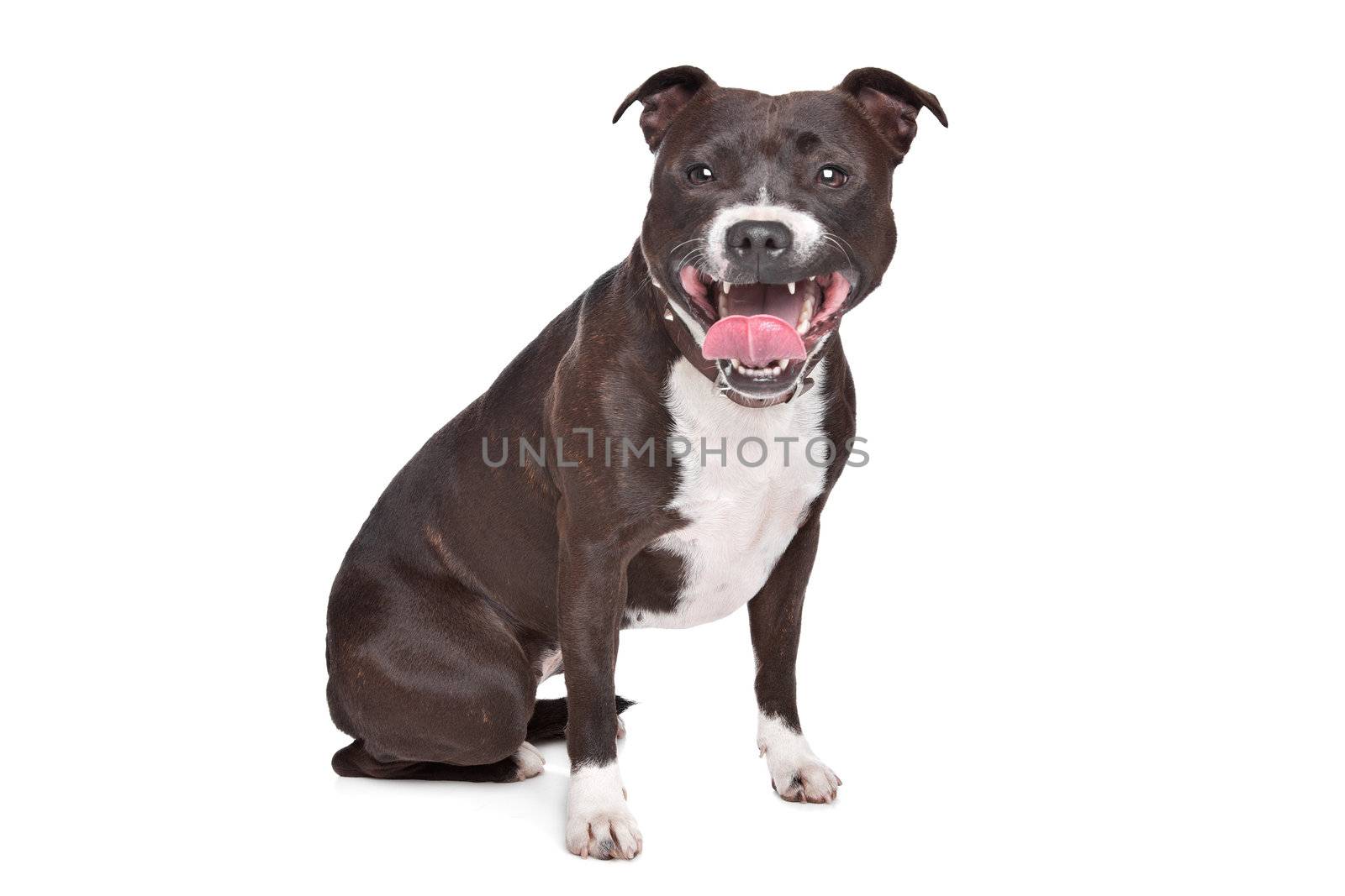Staffordshire bull terrier in front of a white background