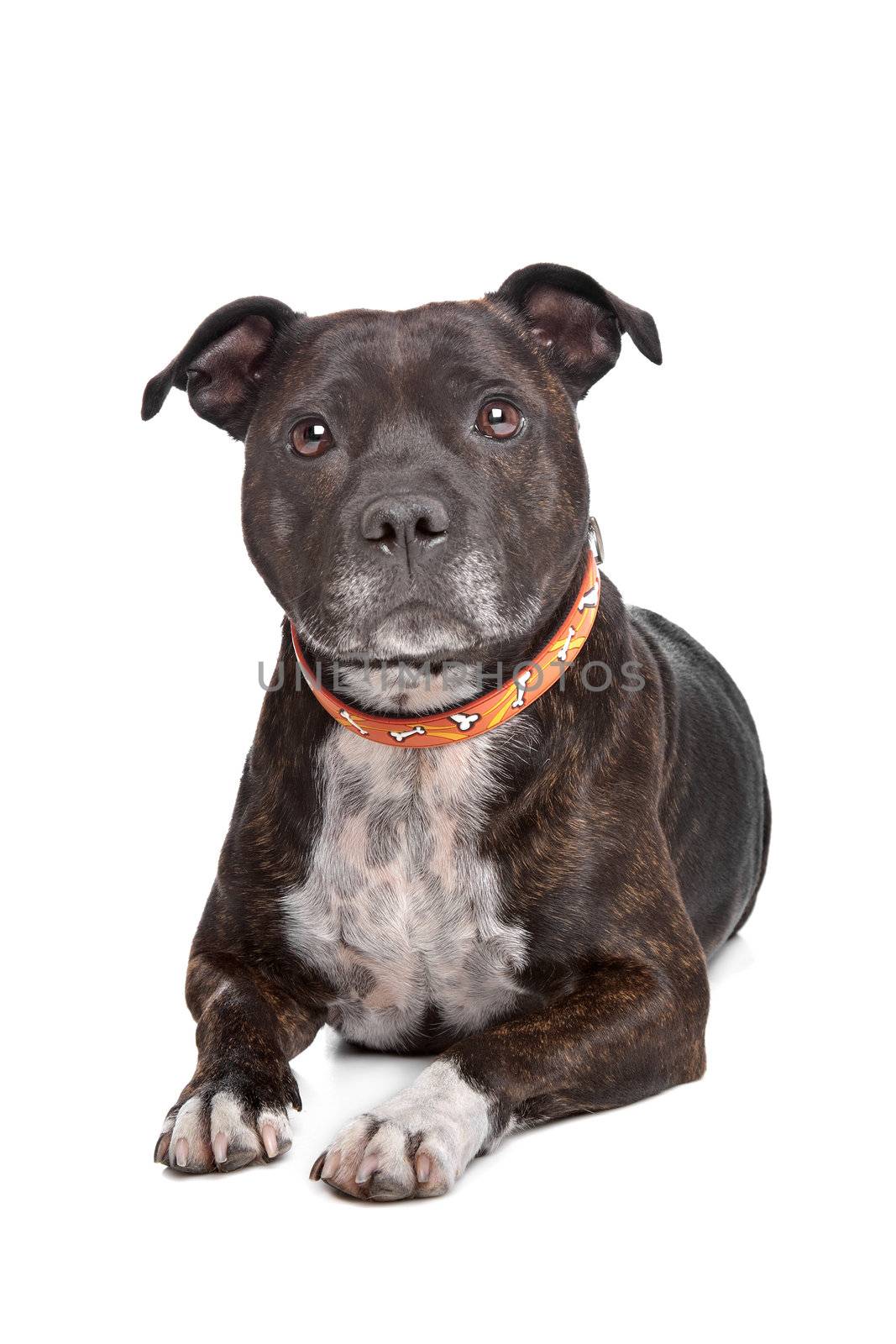 Staffordshire bull terrier in front of a white background