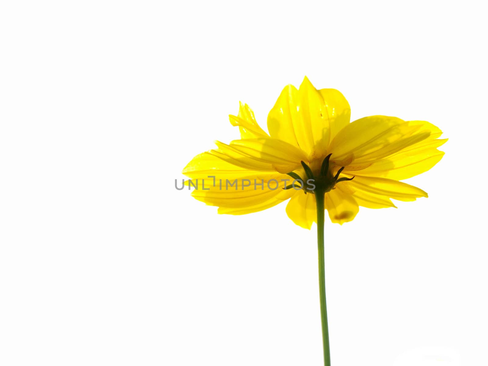 Yellow flower of cosmos isolated on white background by jakgree