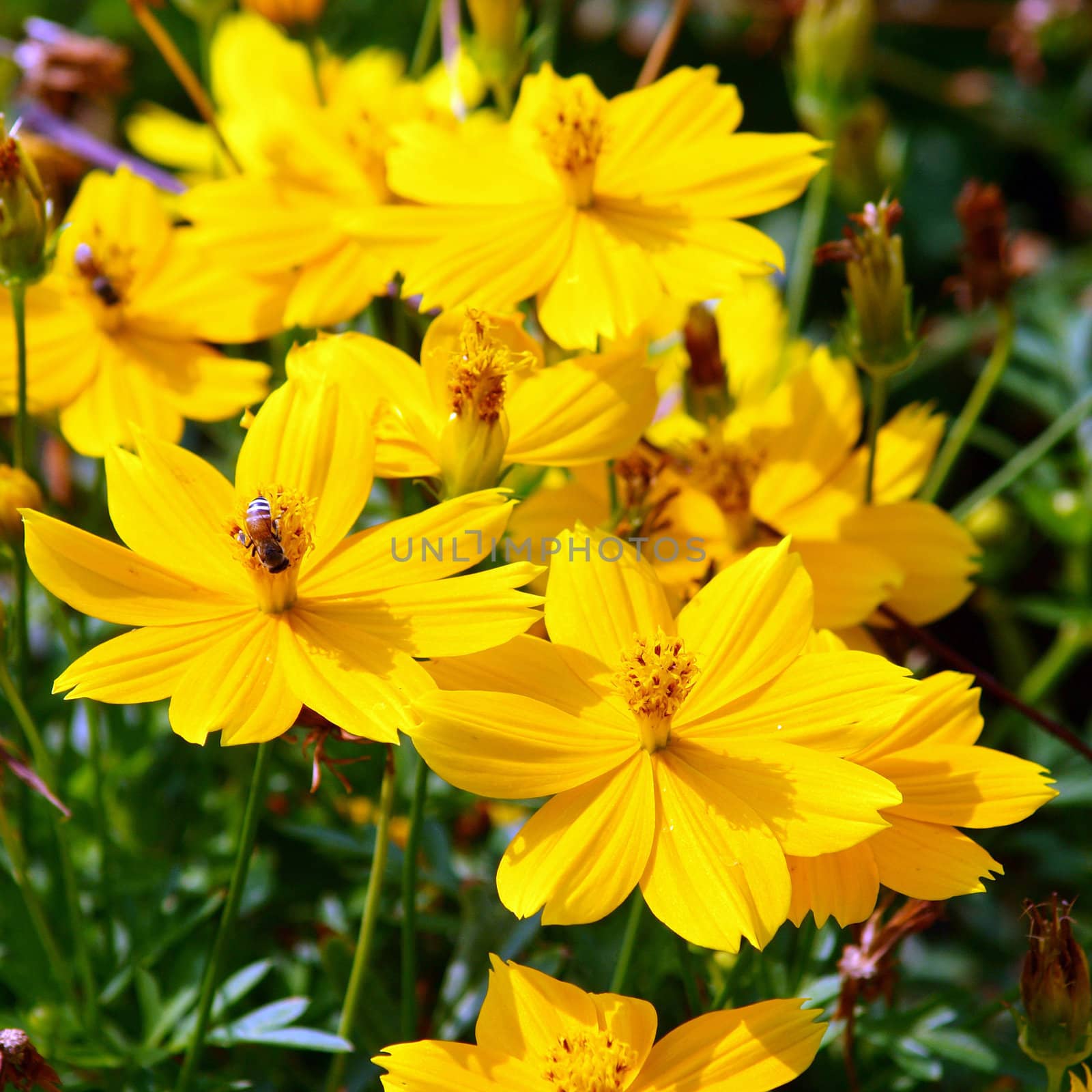 Beautiful yellow flower (Cosmos)