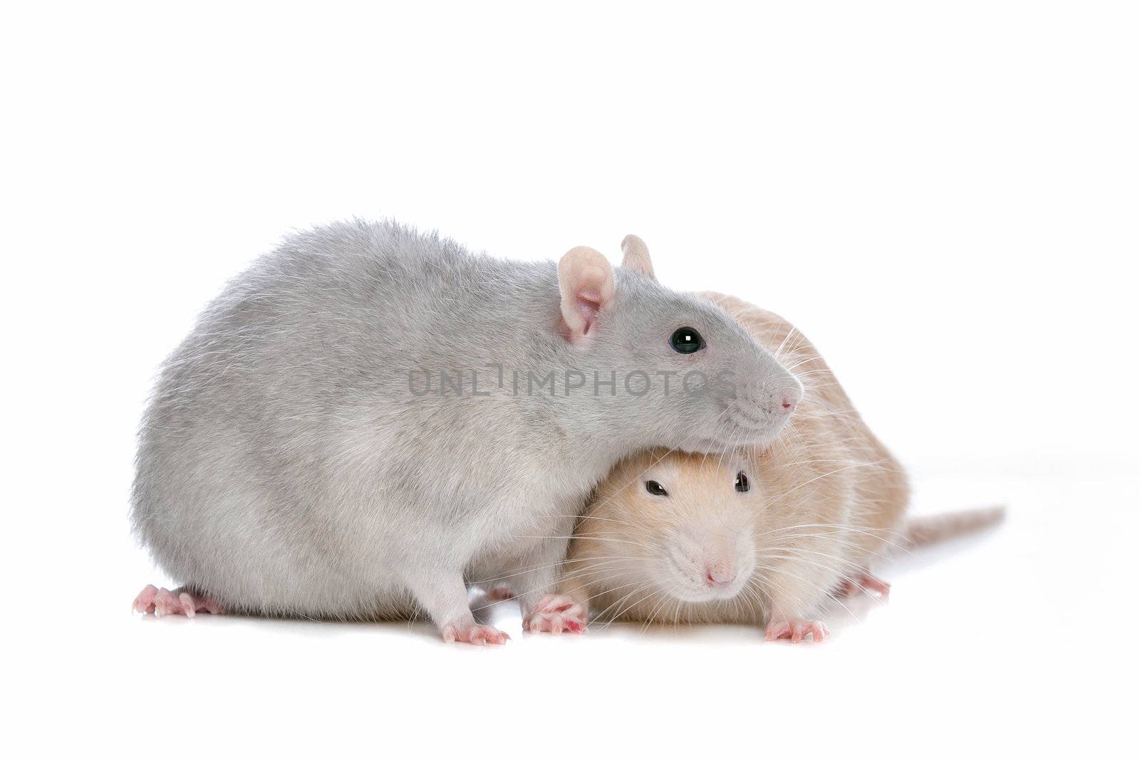 two rats in front of a white background