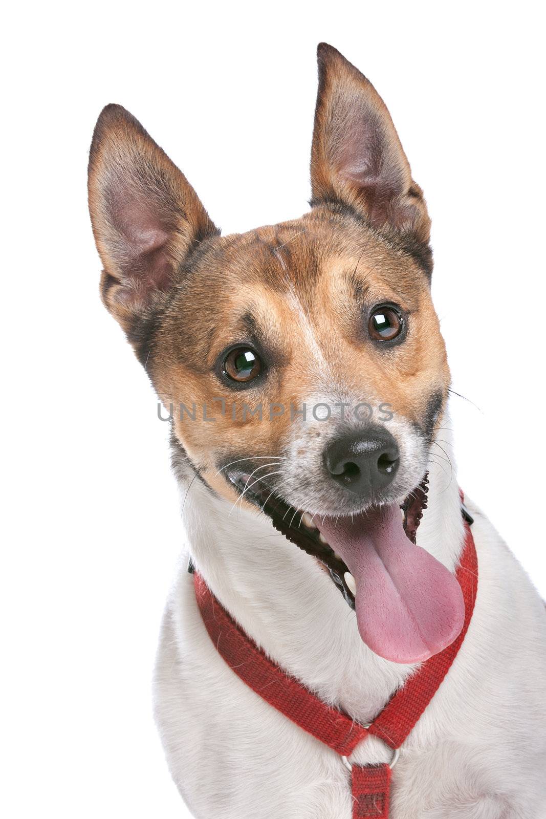 Jack Russel Terrier by eriklam