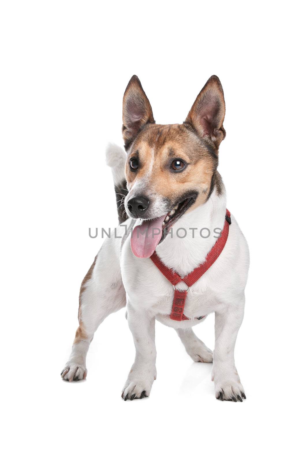 Jack Russel Terrier in front of a white background