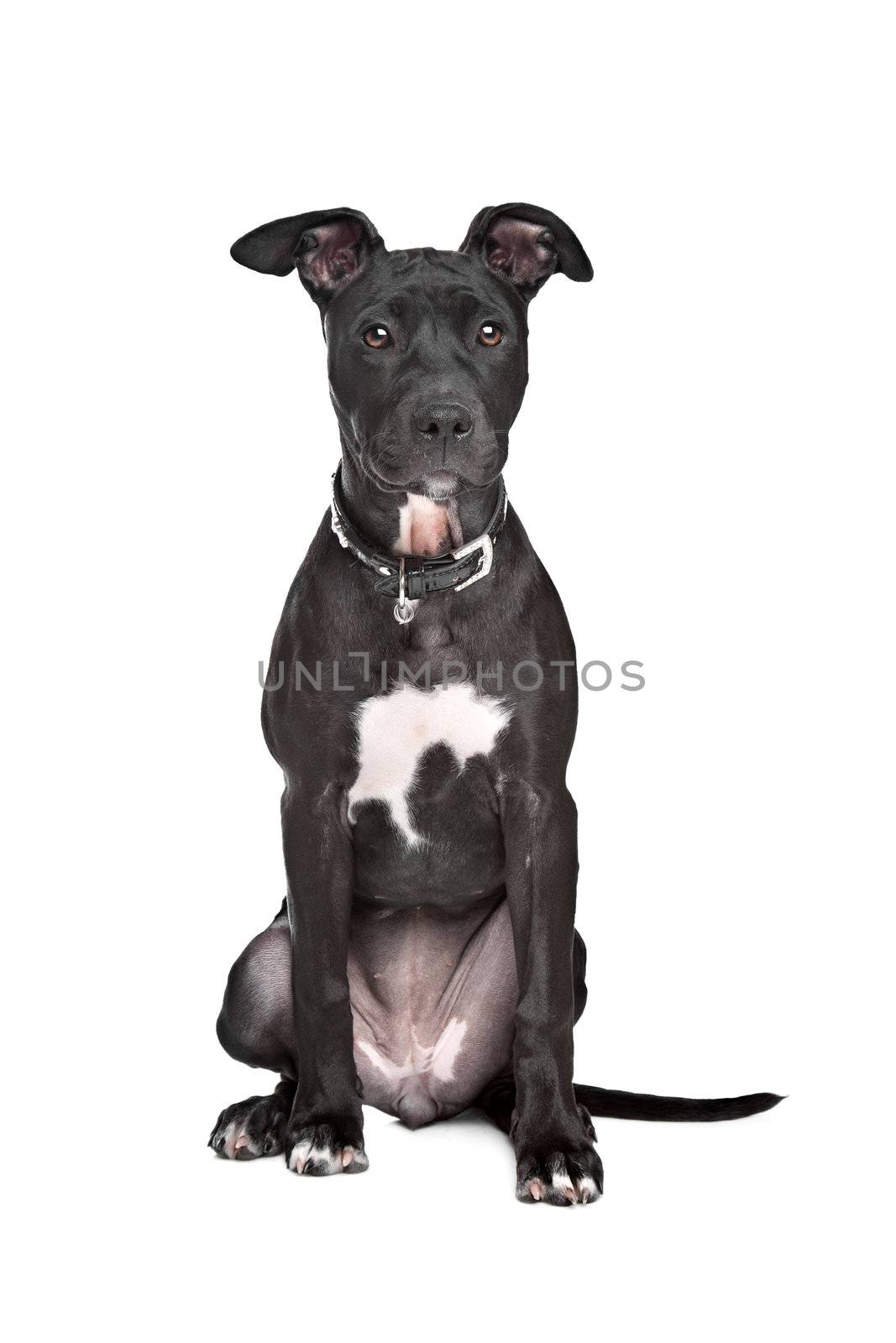 Staffordshire bull terrier puppy in front of white background