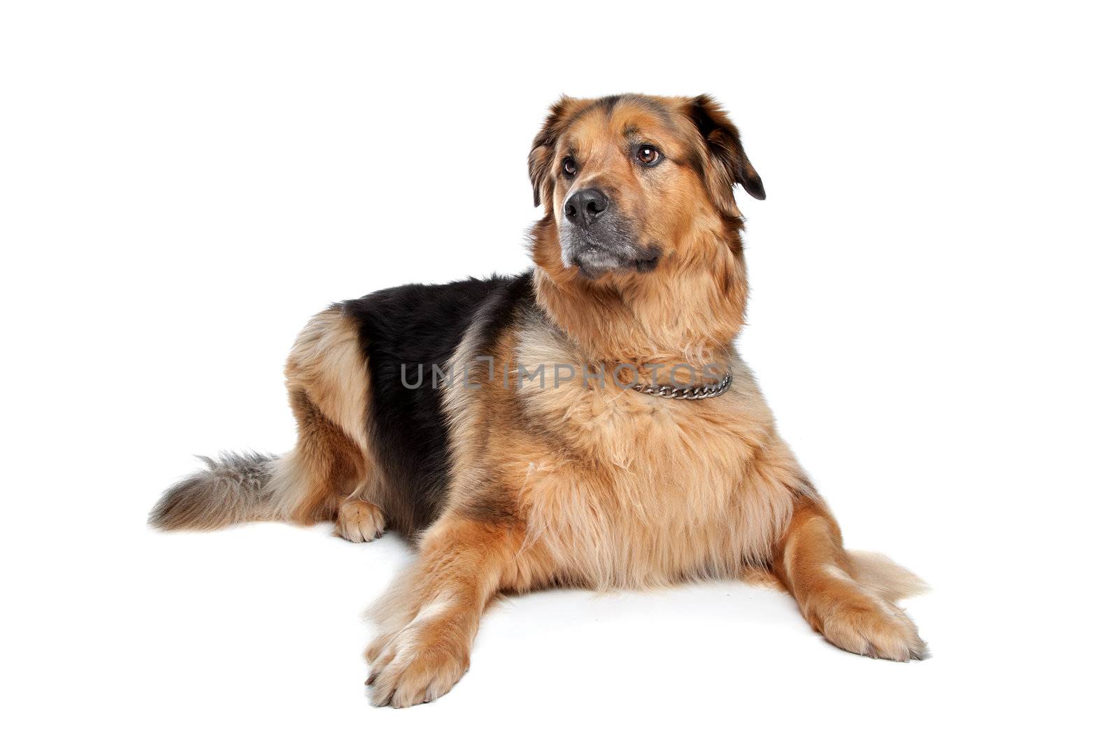 Mixed breed dog. Dutch Shepherd,Dogue de Bordeaux