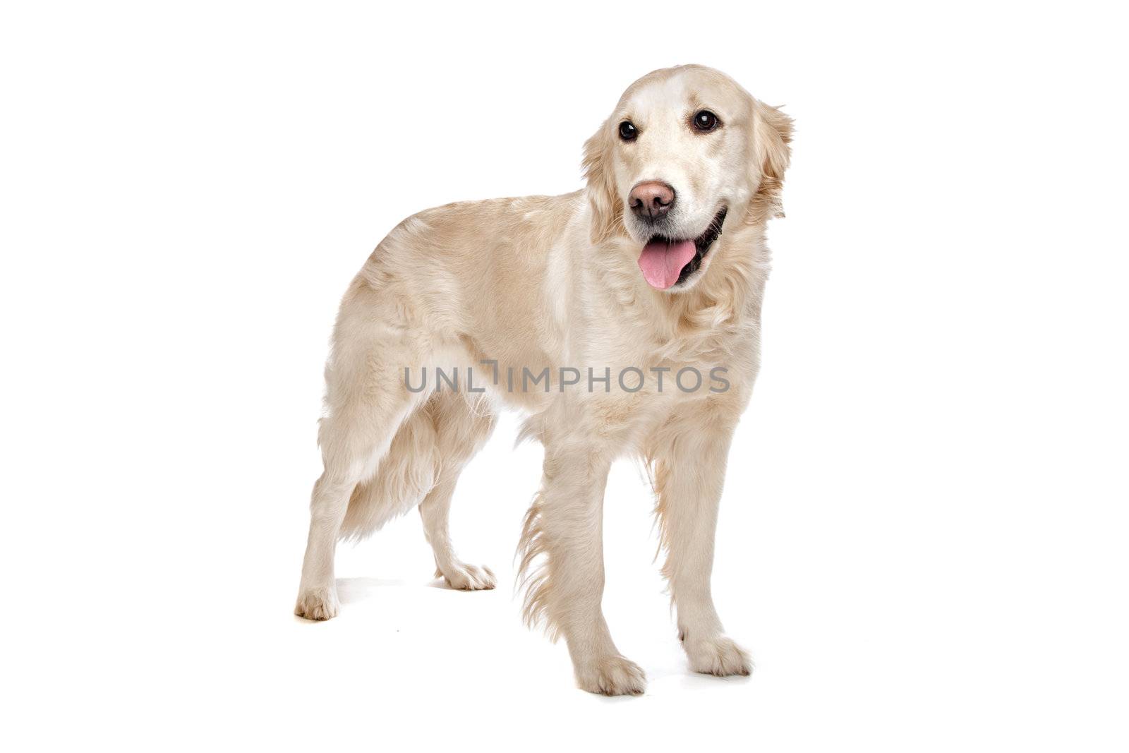golden Retriever in front of a white background
