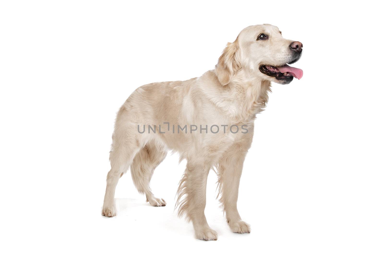 golden Retriever in front of a white background