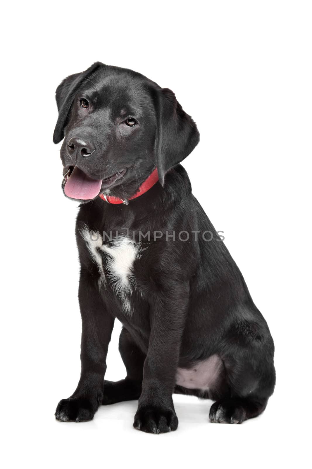 Black Labrador puppy by eriklam