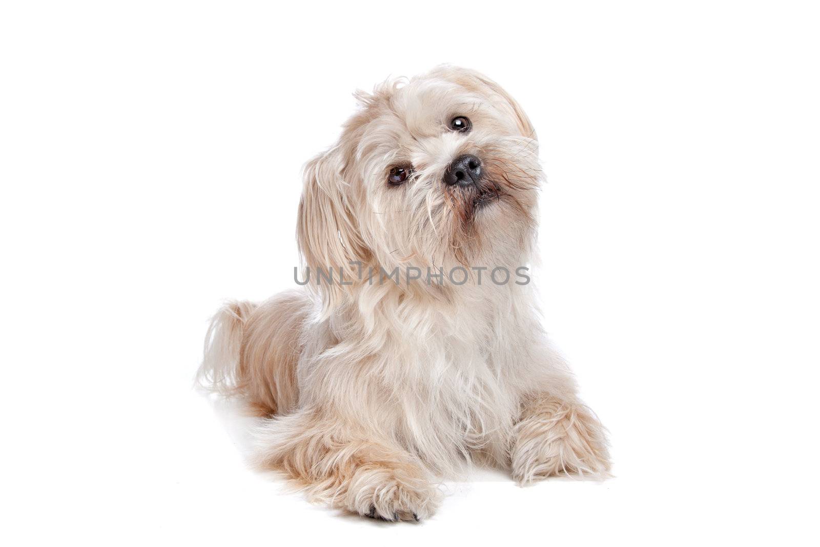 Boomer dog in front of a white background