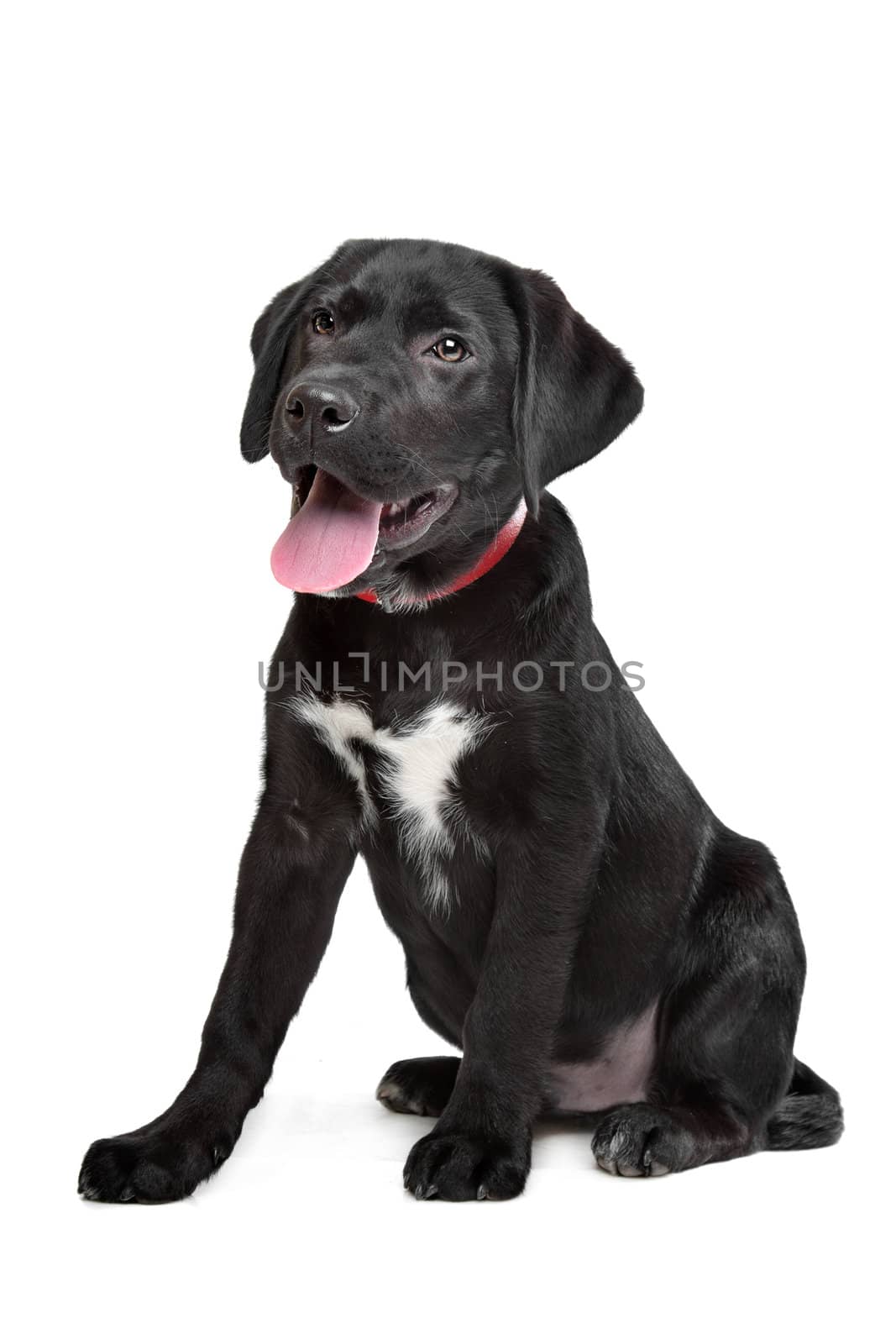 Black Labrador puppy by eriklam