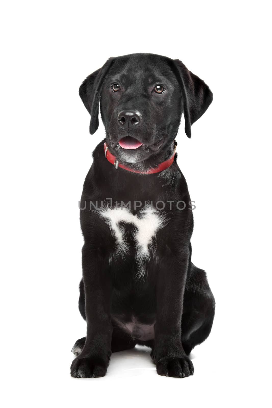 Black Labrador puppy in front of a white background