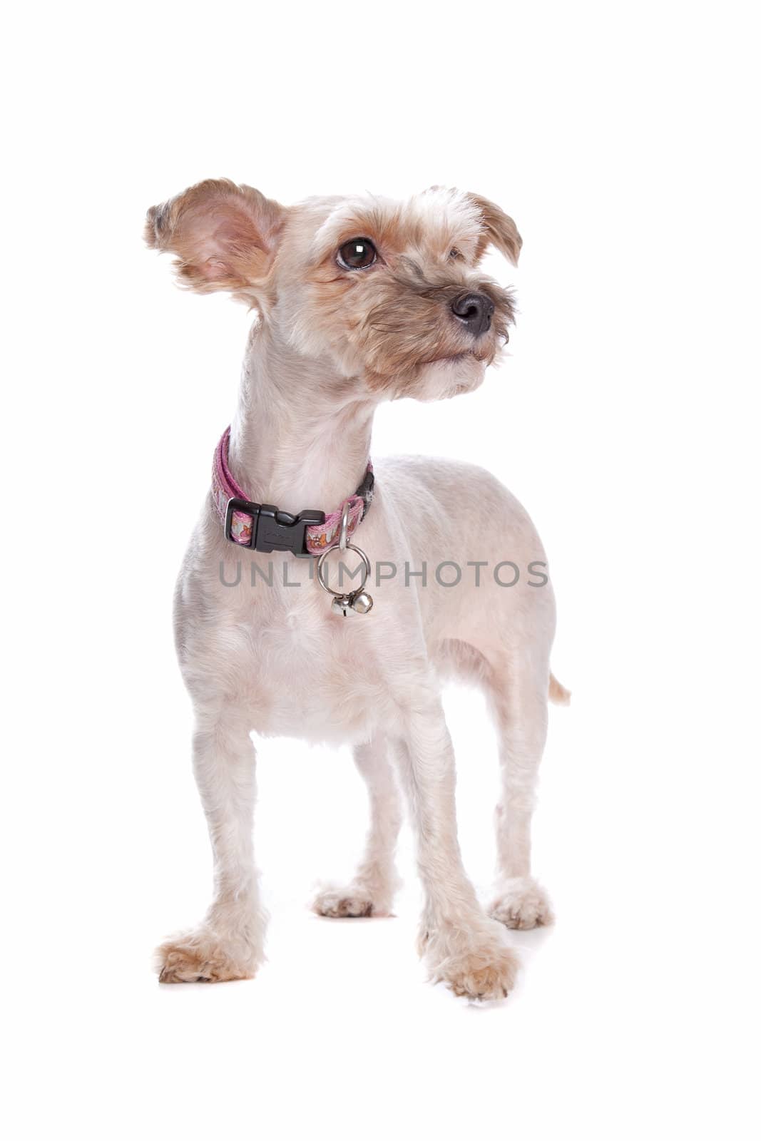 mixed breed shi tzu in front of a white background